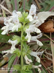 Stachys annua