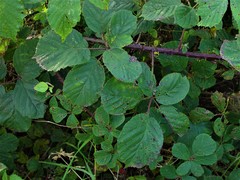 Rubus errabundus