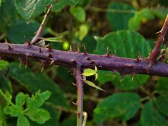 Rubus errabundus