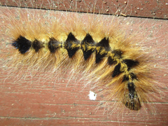Acronicta major