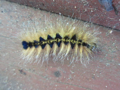 Acronicta major