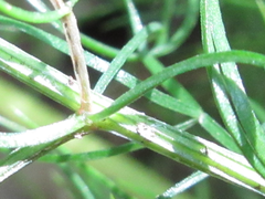 Asparagus schoberioides