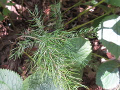 Asparagus schoberioides