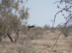 Pomatostomus ruficeps