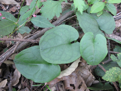 Trigonotis radicans sericea