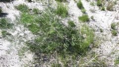 Asparagus lignosus