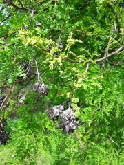 Cephalotelium macowanianum