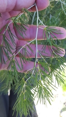 Asparagus lignosus