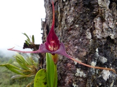 Masdevallia cucullata