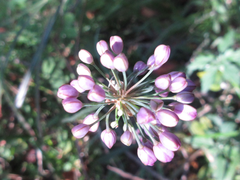 Allium thunbergii
