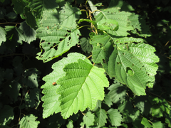 Alnus hirsuta