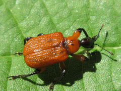 Apoderus jekelii
