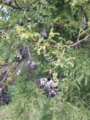 Cephalotelium macowanianum
