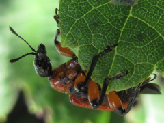 Apoderus jekelii