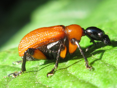 Apoderus jekelii