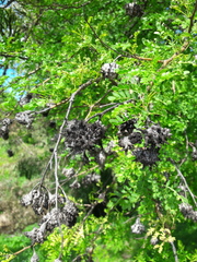 Cephalotelium macowanianum