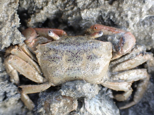 New Zealand sentinel crab
