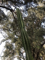 Cereus repandus