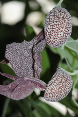 Aristolochia labiata