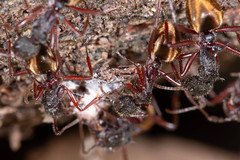 Dolichoderus extensispinus