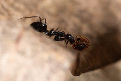 Leptomyrmex burwelli