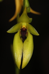 Bulbophyllum amplebracteatum