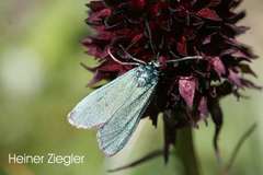 Adscita geryon chrysocephala