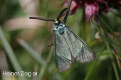 Adscita geryon chrysocephala