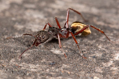 Dolichoderus extensispinus