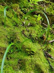 Thelymitra longifolia