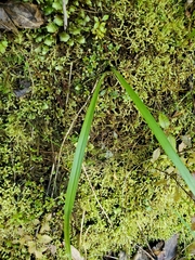 Thelymitra longifolia