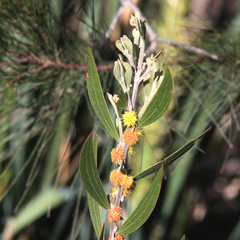 Acacia venulosa