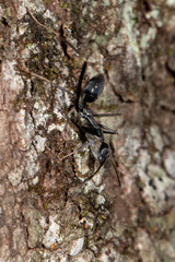 Leptomyrmex mjobergi