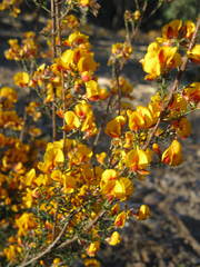 Pultenaea gunnii