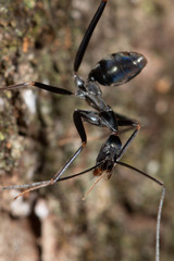 Leptomyrmex mjobergi