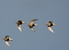 Syrrhaptes paradoxus