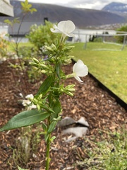 Phlox paniculata