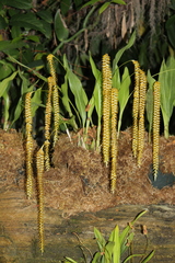 Dendrochilum