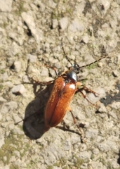 Cebrio