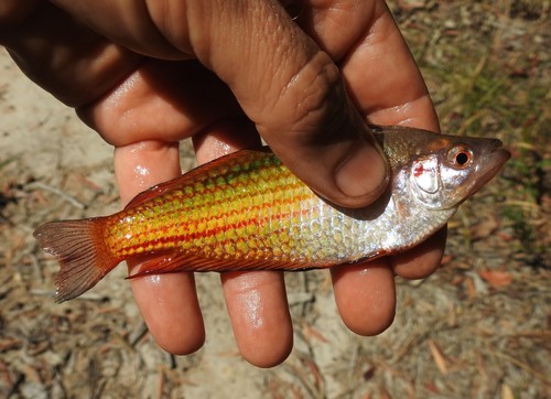 Crimsonspotted rainbowfish (Melanotaenia duboulayi) — Melanotaeniidae — 3