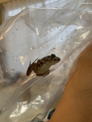 Fejervarya limnocharis