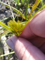 Carex bohemica