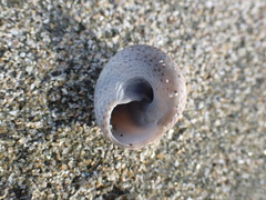 Coelotrochus tiaratus