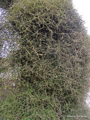 Pittosporum obcordatum