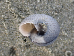 Coelotrochus tiaratus