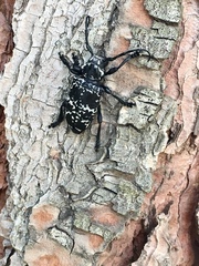 Acanthoderes funeraria