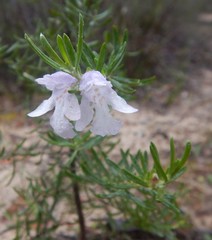 Prostanthera behriana