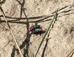 Cicindela coerulea nitida