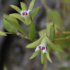 Dendrobium pugioniforme