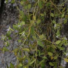 Dendrobium pugioniforme